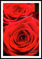 Load image into Gallery viewer, Red Roses - Grand Prix - Framed Print
