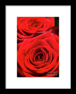 Load image into Gallery viewer, Red Roses - Grand Prix - Framed Print
