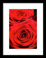 Load image into Gallery viewer, Red Roses - Grand Prix - Framed Print
