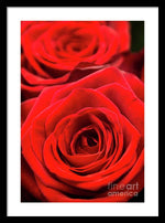 Load image into Gallery viewer, Red Roses - Grand Prix - Framed Print
