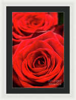 Load image into Gallery viewer, Red Roses - Grand Prix - Framed Print

