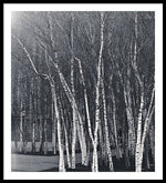 Load image into Gallery viewer, Silver Trees - Framed Print
