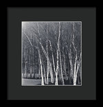 Load image into Gallery viewer, Silver Trees - Framed Print
