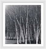 Load image into Gallery viewer, Silver Trees - Framed Print
