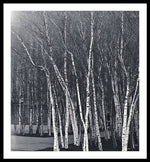 Load image into Gallery viewer, Silver Trees - Framed Print
