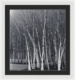 Load image into Gallery viewer, Silver Trees - Framed Print
