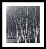 Load image into Gallery viewer, Silver Trees - Framed Print
