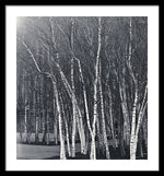 Load image into Gallery viewer, Silver Trees - Framed Print
