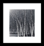 Load image into Gallery viewer, Silver Trees - Framed Print
