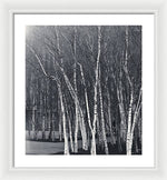 Load image into Gallery viewer, Silver Trees - Framed Print
