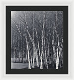 Load image into Gallery viewer, Silver Trees - Framed Print
