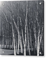 Load image into Gallery viewer, Silver Trees - Acrylic Print

