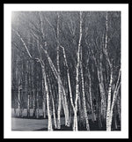 Load image into Gallery viewer, Silver Trees - Framed Print
