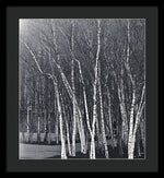 Load image into Gallery viewer, Silver Trees - Framed Print
