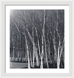 Load image into Gallery viewer, Silver Trees - Framed Print

