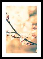 Load image into Gallery viewer, Spring Buds - Framed Print
