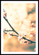 Load image into Gallery viewer, Spring Buds - Framed Print
