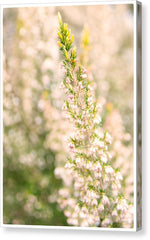 Load image into Gallery viewer, Summer Bells - Canvas Print
