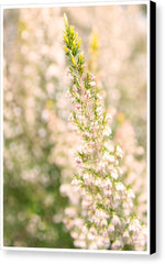 Load image into Gallery viewer, Summer Bells - Canvas Print
