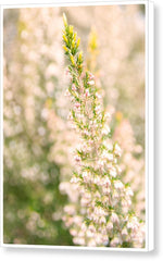 Load image into Gallery viewer, Summer Bells - Canvas Print
