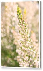Load image into Gallery viewer, Summer Bells - Acrylic Print
