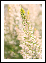 Load image into Gallery viewer, Summer Bells - Framed Print
