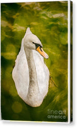 Load image into Gallery viewer, Swan  - Canvas Print
