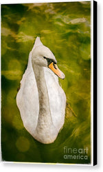 Load image into Gallery viewer, Swan  - Canvas Print

