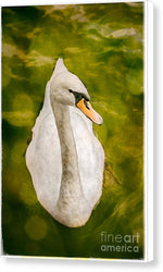 Load image into Gallery viewer, Swan  - Canvas Print
