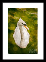 Load image into Gallery viewer, Swan  - Framed Print
