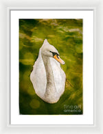 Load image into Gallery viewer, Swan  - Framed Print
