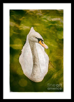 Load image into Gallery viewer, Swan  - Framed Print
