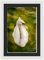 Load image into Gallery viewer, Swan  - Framed Print
