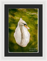 Load image into Gallery viewer, Swan  - Framed Print

