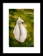 Load image into Gallery viewer, Swan  - Framed Print
