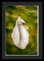 Load image into Gallery viewer, Swan  - Framed Print

