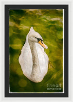 Load image into Gallery viewer, Swan  - Framed Print
