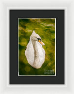 Load image into Gallery viewer, Swan  - Framed Print
