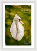 Load image into Gallery viewer, Swan  - Framed Print
