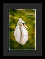 Load image into Gallery viewer, Swan  - Framed Print
