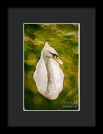Load image into Gallery viewer, Swan  - Framed Print
