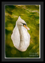 Load image into Gallery viewer, Swan  - Framed Print

