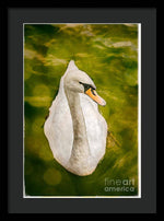 Load image into Gallery viewer, Swan  - Framed Print
