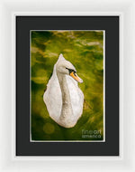 Load image into Gallery viewer, Swan  - Framed Print
