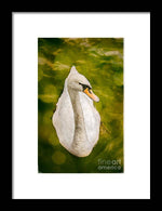 Load image into Gallery viewer, Swan  - Framed Print
