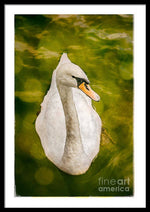 Load image into Gallery viewer, Swan  - Framed Print
