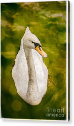 Load image into Gallery viewer, Swan  - Acrylic Print
