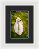 Load image into Gallery viewer, Swan  - Framed Print
