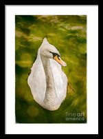 Load image into Gallery viewer, Swan  - Framed Print
