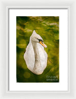 Load image into Gallery viewer, Swan  - Framed Print

